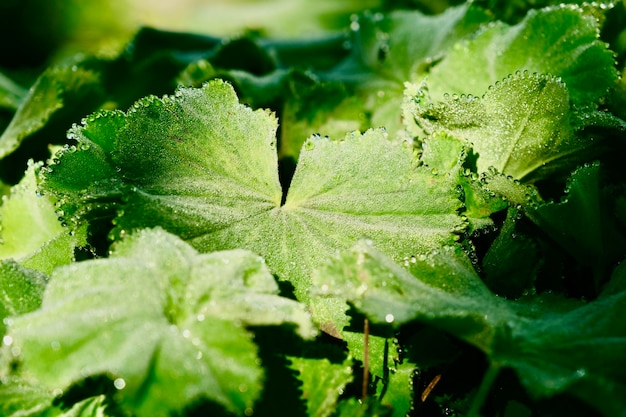 Closeup of fresh leaves with morning water dew