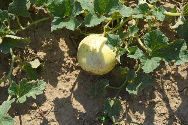 Photo closeup to fresh melon in field fresh juicy melons growing in field on sunny day melon on field