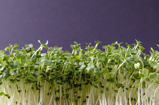 Closeup of fresh microgreens Growing process Vegetarian food concept