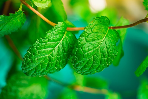 Closeup fresh mint on blurry background with sunlight using as food and healthy concept