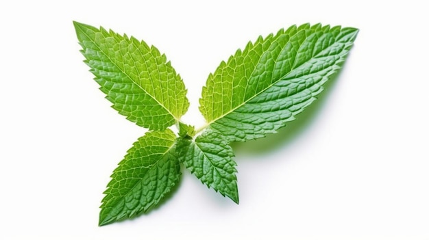 closeup fresh mint leaf isolated on white background