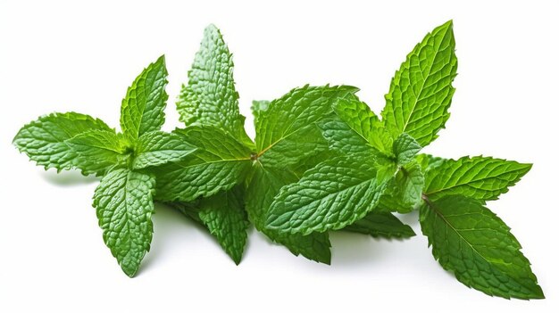 closeup fresh mint leaves isolated on white background