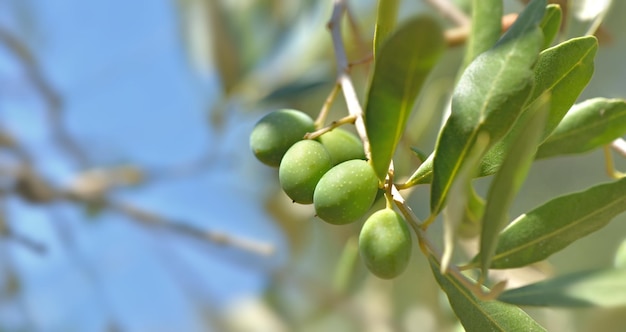 Closeup on fresh olive growing in a branch of the tree