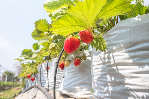 Closeup of fresh organic strawberries. Strawberry in the farm. Agricultural concept.