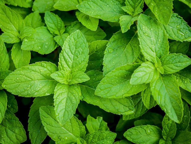 Closeup fresh peppermint with selective focus shallow depth of field .