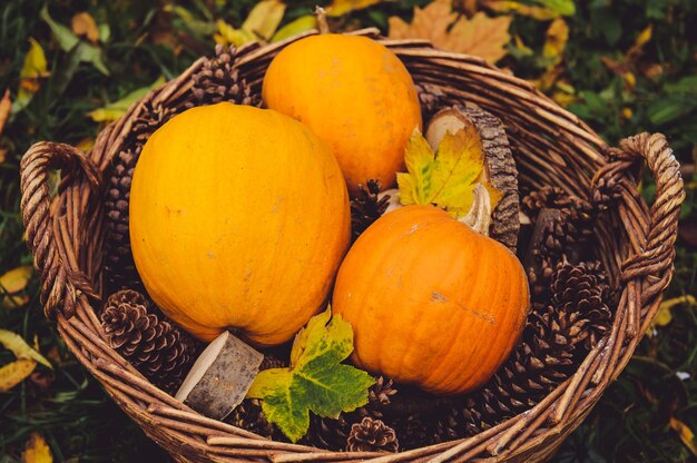 Closeup of fresh pumpkins with pine cones in a basket under the sunlight