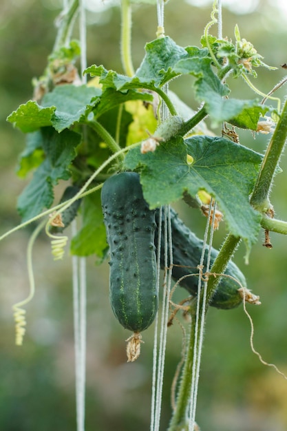 Closeup fresh ripe cucumbers growing in greenhouse