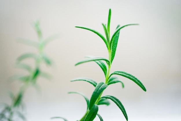 Closeup of a fresh rosemary leaves