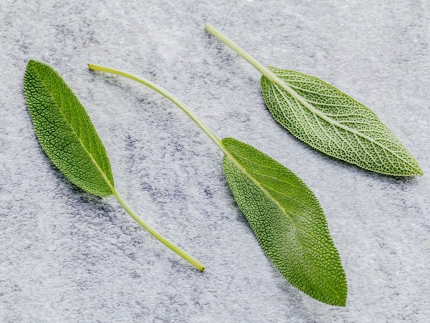 Closeup fresh sage leaves  on stone background. 