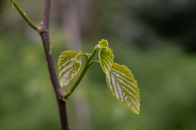 Closeup of fresh spring green leaves Hovenia dulcis known as Japanese or Oriental Raisin tree