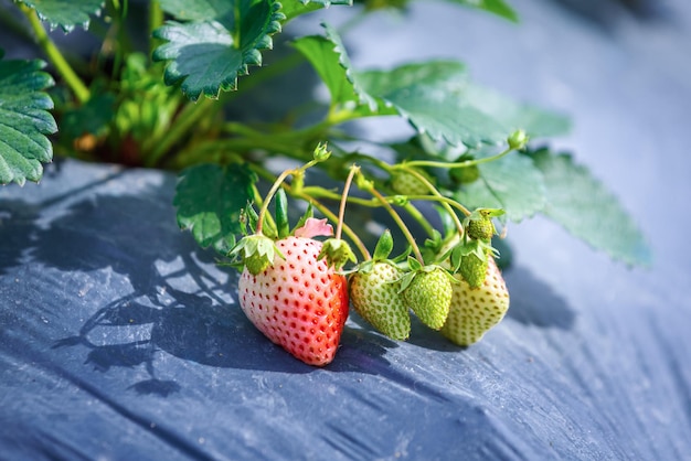 Closeup of Fresh strawberries in strawberry plantation farm