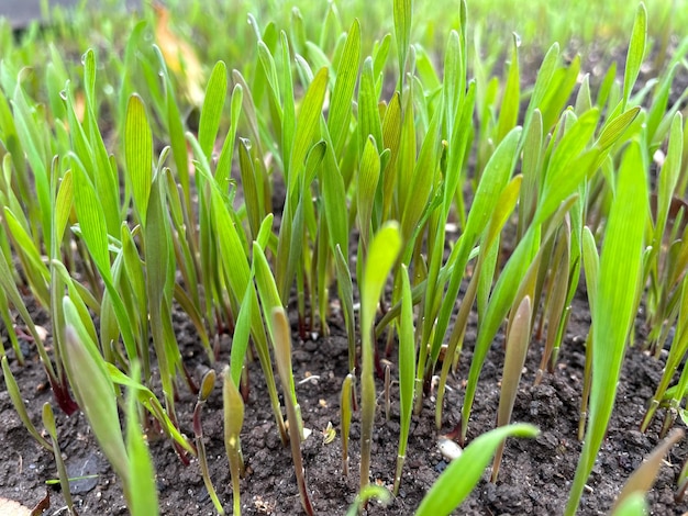 Closeup fresh thick grass with water drops