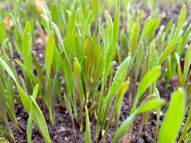 Closeup fresh thick grass with water drops