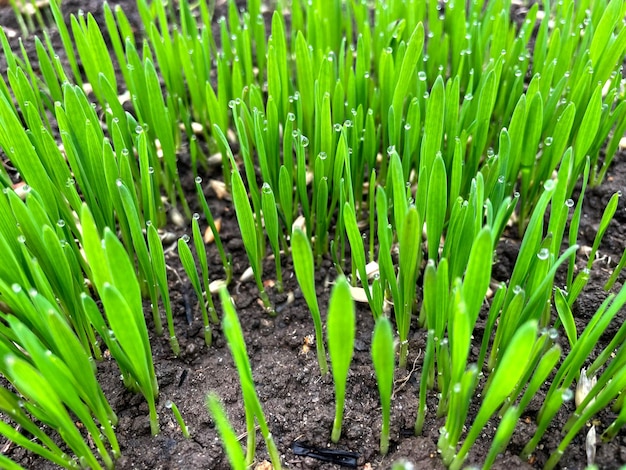 Closeup fresh thick grass with water drops