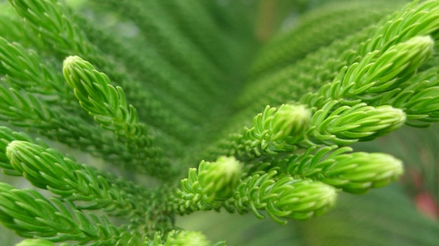 Closeup fresh verdant coniferous cypress leaves