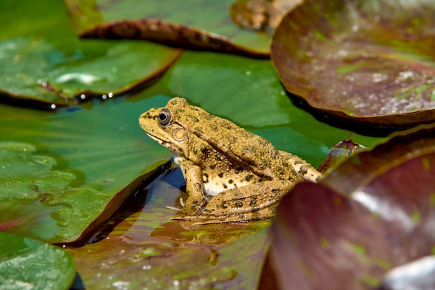 A closeup frog sits on leaves in a pond