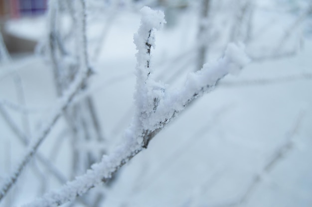 Closeup of the frost on the branches in winter Park snow sunset