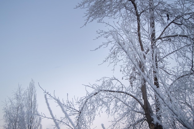 Closeup of the frost on the branches in winter Park snow sunset