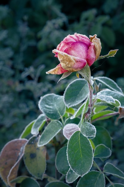 Closeup of frosttouched rose flower with leaves bordered with ice crystals in the garden