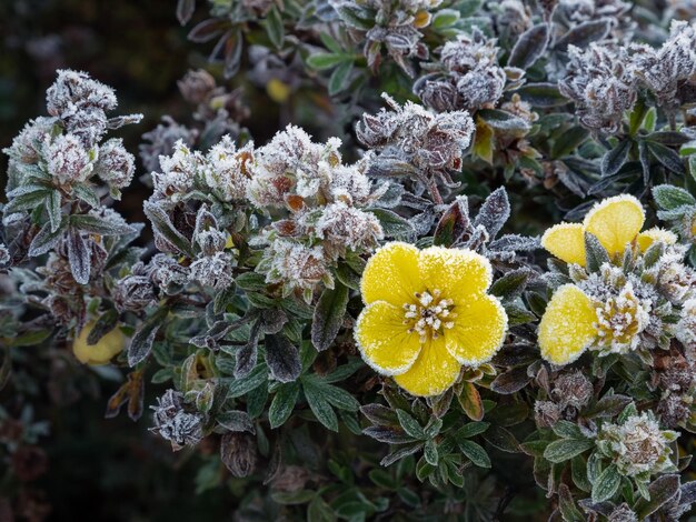 Closeup of frosttouched yellow flower and leaves bordered with ice crystals in the garden