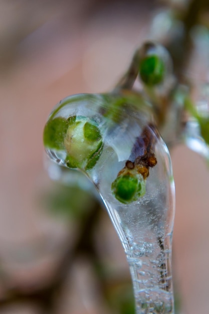 Closeup of frozen tree branches Ice covered tree branches with green leaves