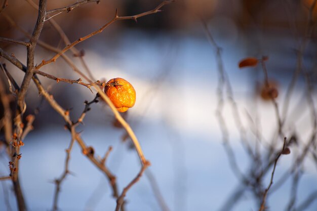 Closeup of fruit on branch old apple hanging on thin branch without leaves in winter on background o...