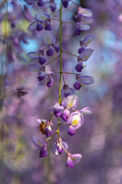 Closeup full bloom of Purple pink Wisteria blossom trellis flowers