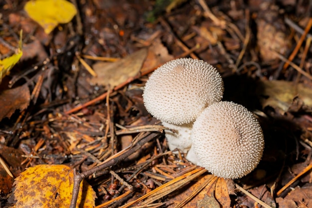 Closeup of a fungus called Common Puffball Lycoperdon Perlatum common puffball warted puffball gemstudded puffball