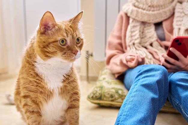 Closeup funny big ginger cat pet girl in warm clothes near heating radiator background