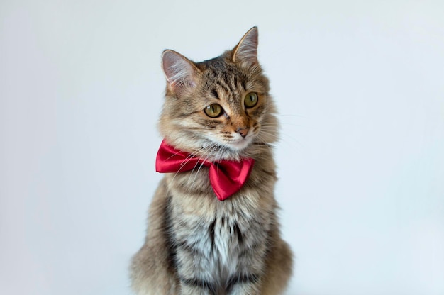 Closeup of a funny gray cat with a red bow tie sitting and looking away on a white studio background Creative advertising Online courses the concept of the banner of remote distance education