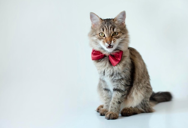 Closeup of funny gray cat with red bow tie sitting on a white studio background and looking away Creative advertising Online courses concept of the banner of remote distance education