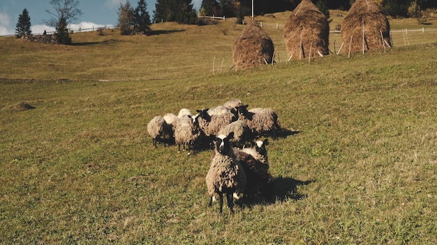 Closeup funny sheeps look at camera aerial nature landscape rural farmlands with pastures farm