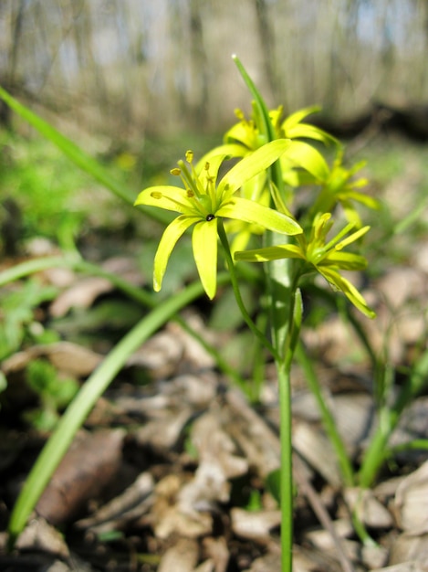 Closeup of Gagea lutea, or yellow star-of-Bethlehem, blooming in spring forest