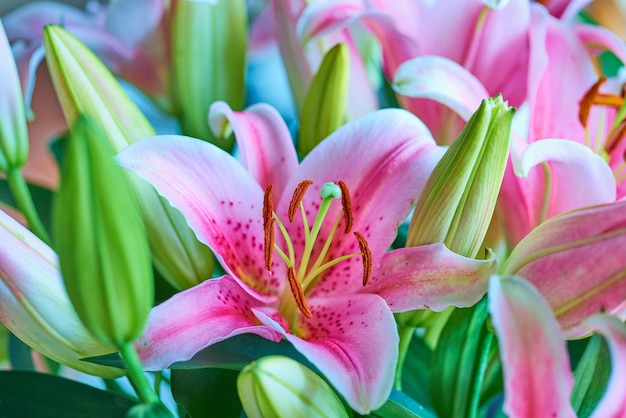 Closeup of garden filled with pink lily flowers in summer Lilium blooming on lawn in spring from above Pretty flowering plants budding in a natural environment Lilies blooming in a nature reserve