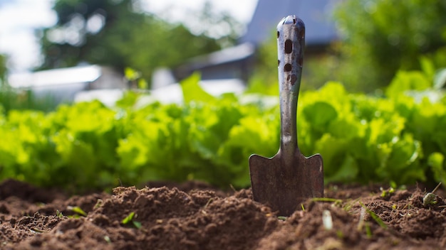 Closeup of a garden shovel stuck into the ground Gardening concept Agriculture plants growing in bed row