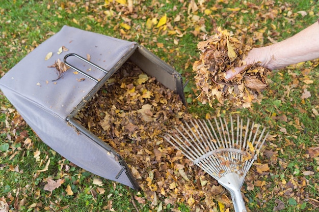 closeup gardener collecting mulched leaves in autumn