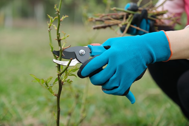 Closeup of gardeners hand in protective gloves with garden pruner