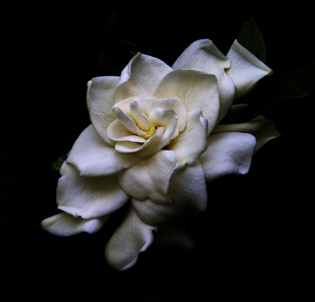 Closeup of a gardenia flower under the lights isolated on a black background