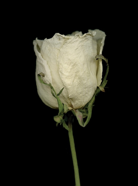 Closeup of a gentle dried rose on a black background