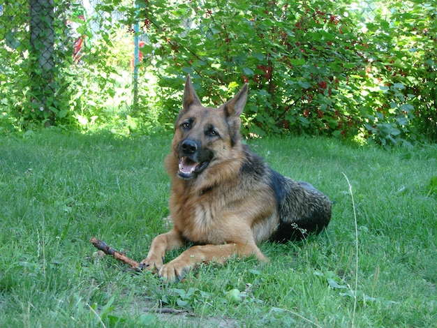 Closeup of a German Shepherd dog with intelligent eyes and tongue hanging out The dog plays and rests