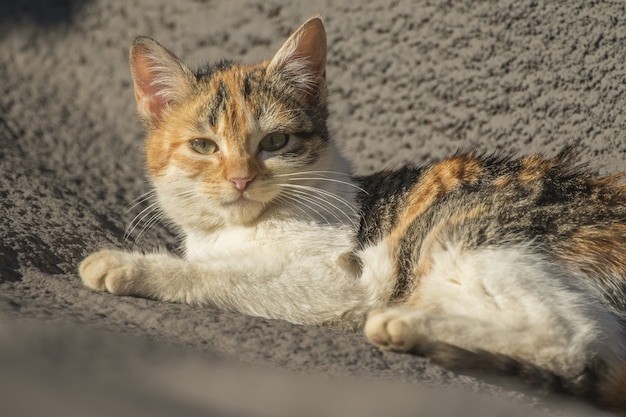 Closeup of a ginger cat lying on the ground under the sunlight with a blurry space