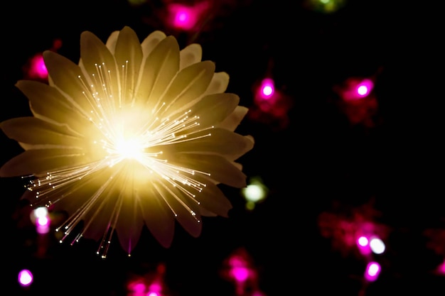 Closeup golden lighting flowers with light glowing up on colorful blurred and bokeh on night time background