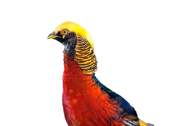 Closeup Golden pheasant bird red and yellow