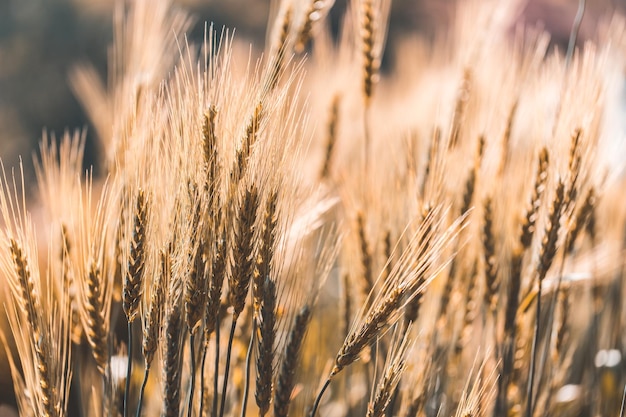 Closeup on golden wheat field or barley farming