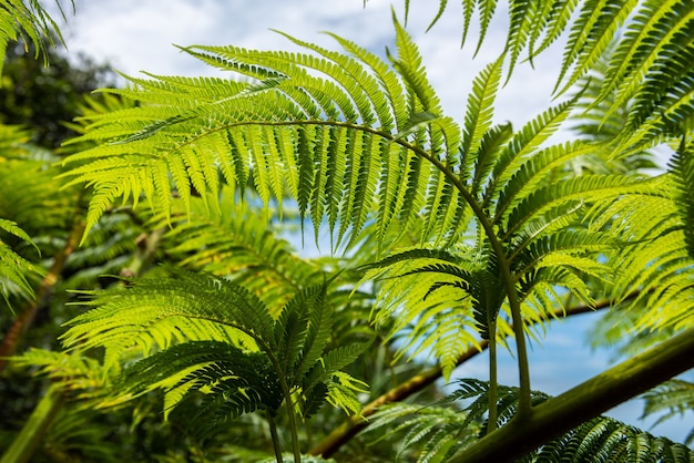 Closeup of a graceful fern light green leaf. Iriomote Island.