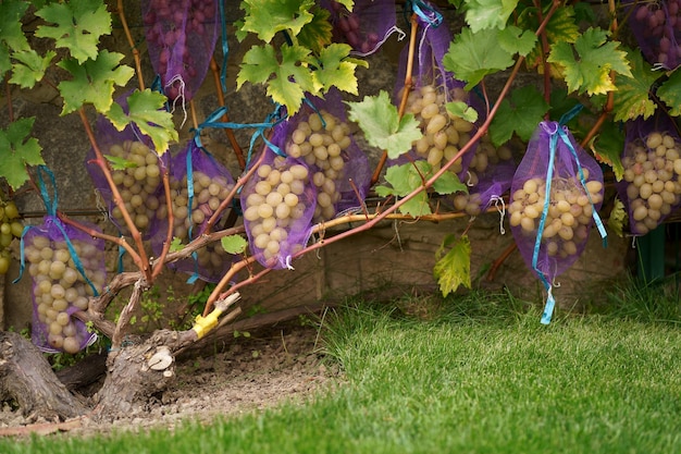 Closeup of grapes hanging from a branch in a vineyard Sweet and delicious bunch of grapes on the vine Green grapes on the vine A branch of grapes is ready for harvest Selective focus