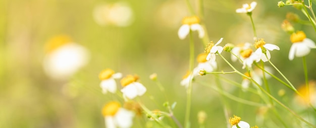 Closeup of grass white flower with yellow pollen under sunlight with copy space using as background natural plants landscape ecology wallpaper cover page concept