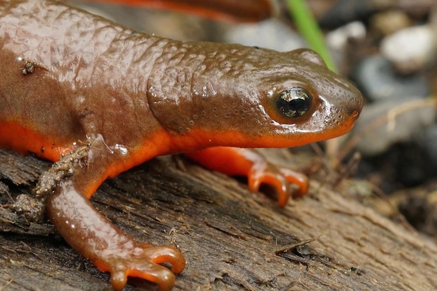 Photo closeup on a gravid female rough skinned newt taricha granulosa sitting on a piece of wood in north california