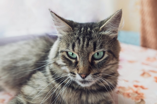 Closeup of a gray cat lying on a bench