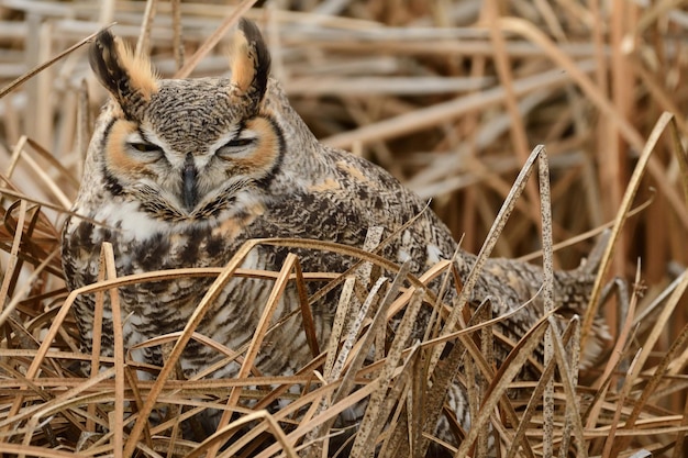 Closeup of a great horned owl on a nest with a blurry background